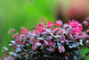 Loropetalum Chinense Razzle-Dazzle – Border Plant for Southern California Landscapes