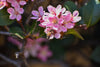 Pink Lady Indian Hawthorn – Pink Spring Blooms for Southern California Landscapes