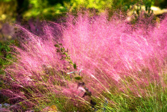 Pink Muhly Grass – Drought-Tolerant Border Accent for Southern California Landscapes