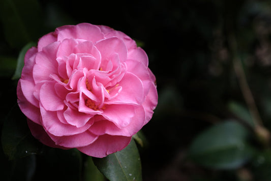 Spellbound Camellia – Winter-Blooming Accent Plant for Southern California Landscapes