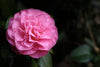 Spellbound Camellia – Winter-Blooming Accent Plant for Southern California Landscapes