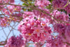 Pink Trumpet Tree – Ornamental Flowering Tree for Southern California Landscapes