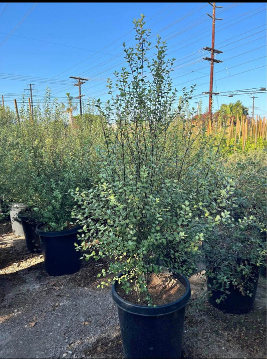 Pittosporum Tenuifolium – Privacy Hedge for Southern California Landscapes