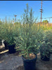 Pittosporum Tenuifolium – Privacy Hedge for Southern California Landscapes