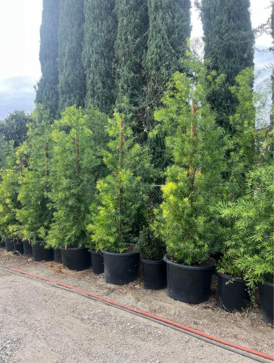 Fern Pine Podocarpus Gracilior – Tall Privacy Hedge for Southern California Landscapes