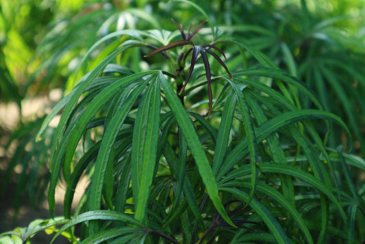 Podocarpus Henkelii – Ornamental Tree for Southern California Landscapes