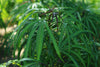 Podocarpus Henkelii – Ornamental Tree for Southern California Landscapes