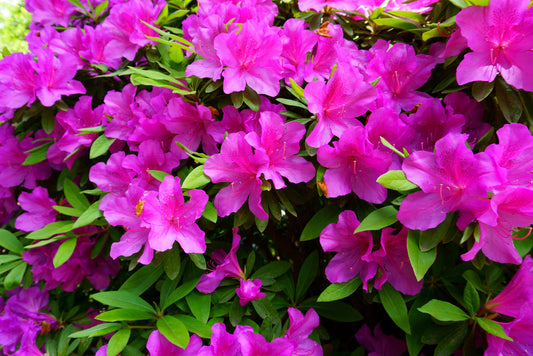 Purple Formosa Azalea – Privacy Hedge Plant with Color for Southern California Landscapes