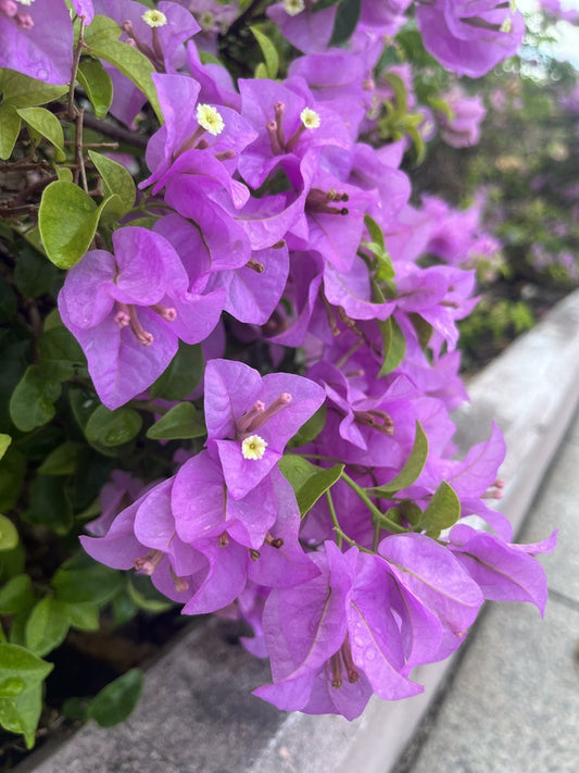Purple Queen Bougainvillea – Climbing Vine for Arbors for Southern California Landscapes