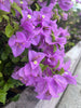 Purple Queen Bougainvillea – Climbing Vine for Arbors for Southern California Landscapes