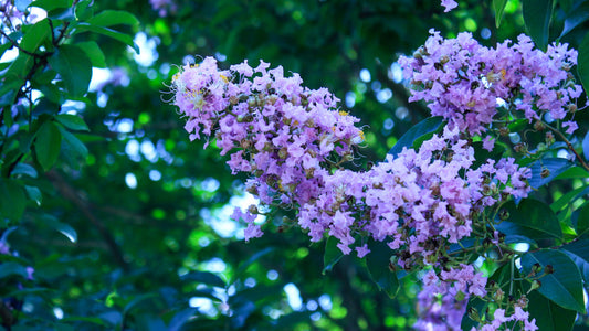 Purple Crape Myrtle – Sun-Loving Ornamental Tree for Southern California Landscapes