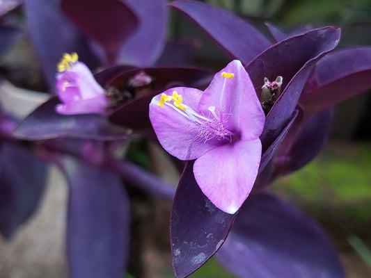 Purple Heart – Vibrant Sun-Loving Foliage Accent for Southern California Landscapes
