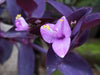 Purple Heart – Vibrant Sun-Loving Foliage Accent for Southern California Landscapes