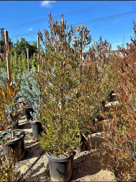 Purple Hopseed – Drought-Tolerant Hedge Plant for Southern California Landscapes