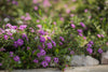 Purple Trailing Lantana – Low-Water Ground Cover for Southern California Landscapes