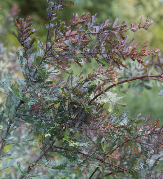 Purple Leaf Acacia – Fast-Growing Ornamental Tree for Southern California Landscapes