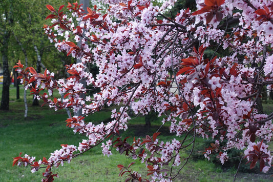 Krauter Vesuvius Purple Leaf Plum – Yard Accent Tree for Southern California Landscapes