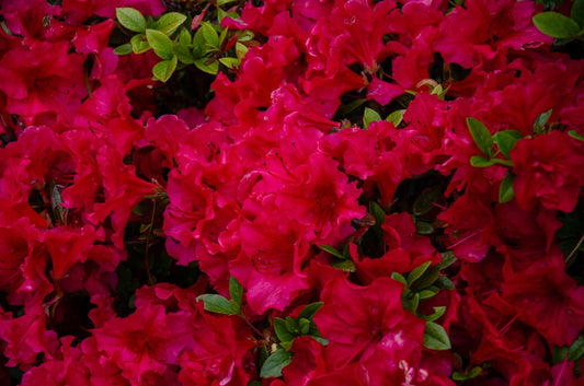 Red Bird Azalea – Low Maintenance Shrub for Southern California Landscapes