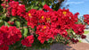 Dynamite Red Crape Myrtle – Drought-Tolerant Tree for Southern California Landscapes