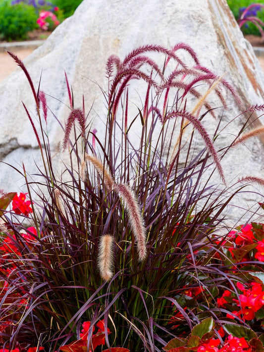 Red Fountain Grass – Accent Border Plant for Southern California Landscapes
