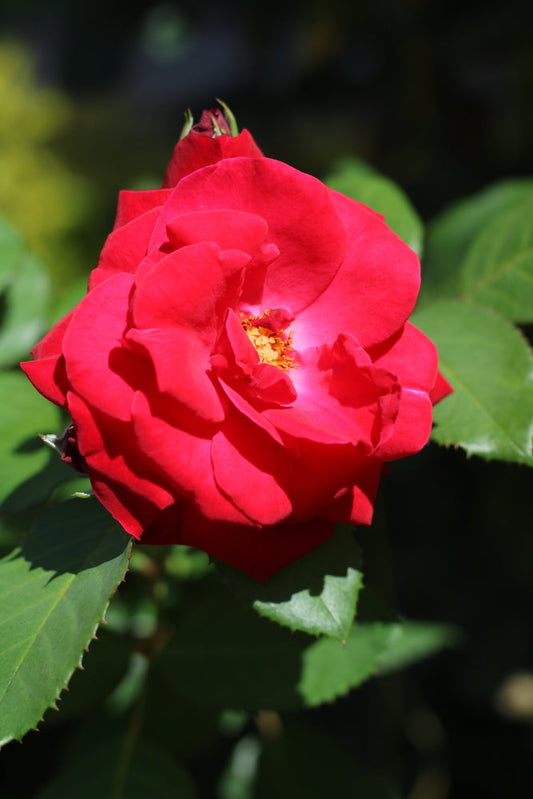 Red Iceberg Rose – Compact Rose with Season-Long Blooms for Southern California Landscapes
