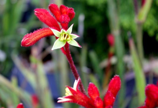 Red Kangaroo Anigozanthos Big Red – Architectural Accent Plant for Southern California Landscapes