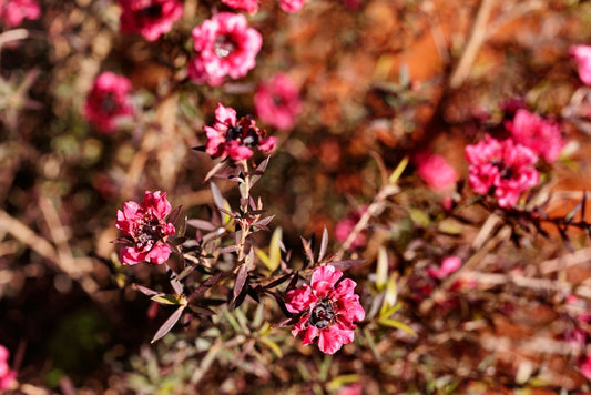 Red New Zealand Tea Tree – Sun-Loving Hedge Plant for Southern California Landscapes