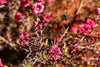 Red New Zealand Tea Tree – Sun-Loving Hedge Plant for Southern California Landscapes