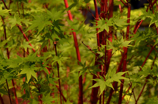 Sangu Kaku Japanese Maple – Ornamental Focal Tree for Southern California Landscapes