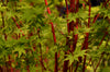 Sangu Kaku Japanese Maple – Ornamental Focal Tree for Southern California Landscapes