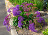 Sea Lavender – Border & Accent Plant for Southern California Landscapes
