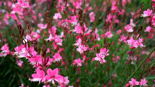 Siskiyou Pink Gaura – Drought Tolerant Border Plant for Southern California Landscapes