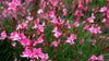 Siskiyou Pink Gaura – Drought Tolerant Border Plant for Southern California Landscapes