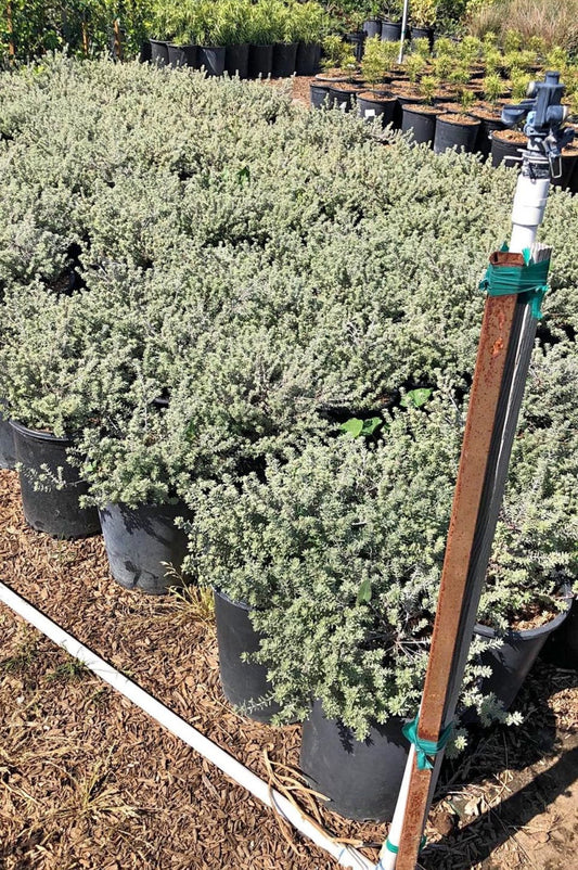 Smokey Coast Rosemary – Compact Evergreen Border Hedge for Southern California Landscapes
