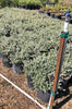 Smokey Coast Rosemary – Compact Evergreen Border Hedge for Southern California Landscapes