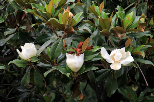 Southern Magnolia – Fragrant Shade Tree with Blooms for Southern California Landscapes