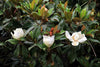 Southern Magnolia – Fragrant Shade Tree with Blooms for Southern California Landscapes