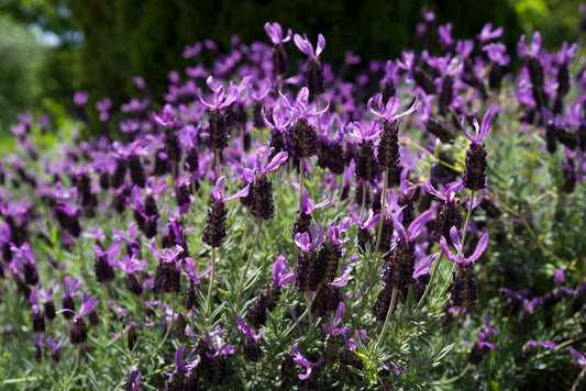 Spanish Lavender – Fragrant Border and Accent Plant for Southern California Landscapes