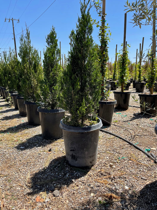 Spartan Juniper – Fast-Growing Privacy Hedge for Southern California Landscapes.