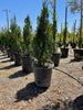 Spartan Juniper – Fast-Growing Privacy Hedge for Southern California Landscapes.