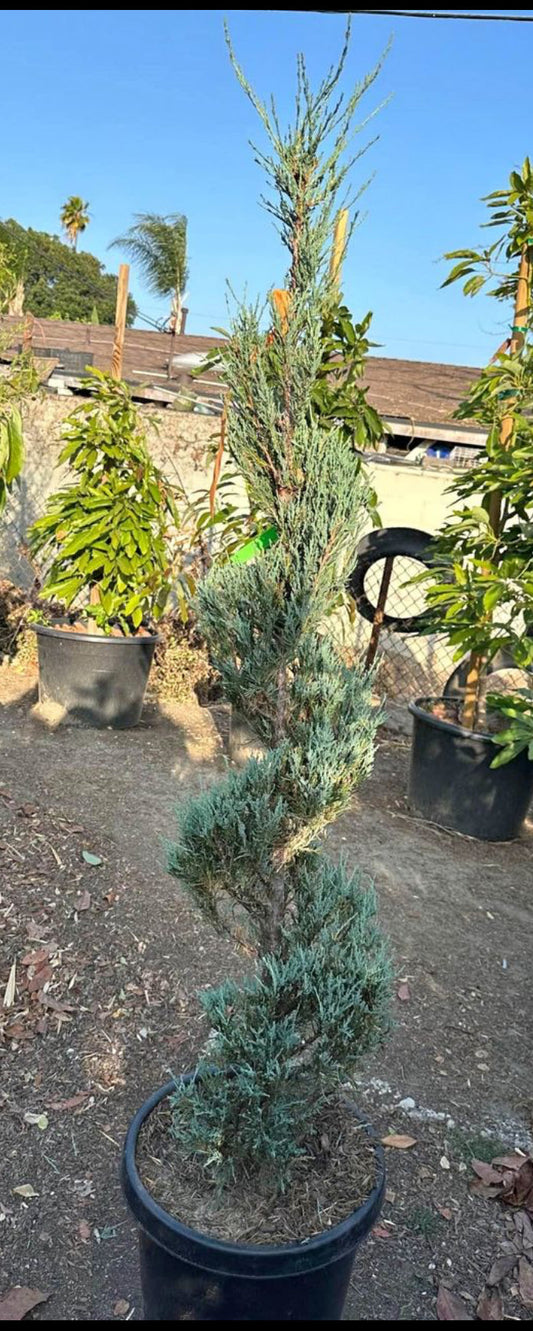 Spiral MoonGlow Juniper – Architectural Accent for Southern California Landscapes