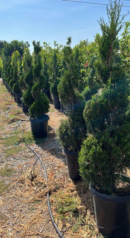 Spiral Spartan Juniper – Accent Evergreen Tree for Southern California Landscapes