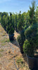 Spiral Spartan Juniper – Accent Evergreen Tree for Southern California Landscapes