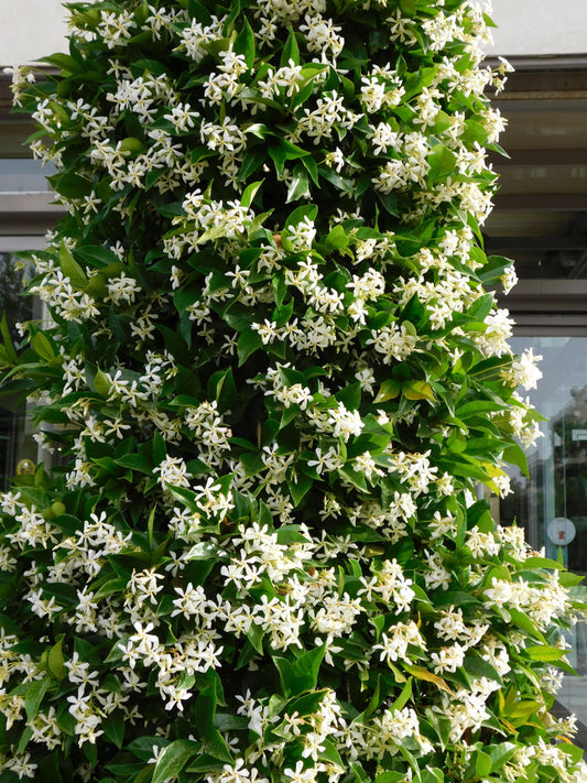Star Jasmine – Fragrant Vine for Walls and Arbors for Southern California Landscapes