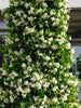 Star Jasmine – Fragrant Vine for Walls and Arbors for Southern California Landscapes