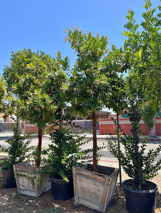 Marina Strawberry Tree – Drought-Tolerant Ornamental Tree for Southern California Landscapes