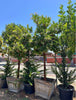 Marina Strawberry Tree – Drought-Tolerant Ornamental Tree for Southern California Landscapes