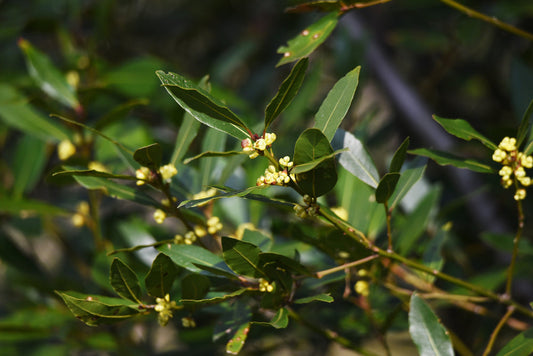 Sweet Bay Laurel – Culinary Herb For Fresh Cooking For Southern California Landscapes