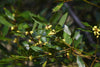 Sweet Bay Laurel – Culinary Herb For Fresh Cooking For Southern California Landscapes