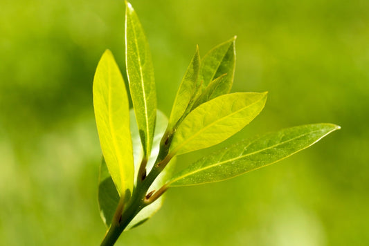 Sweet Bay Tree – Fragrant Culinary Laurel for Southern California Landscapes